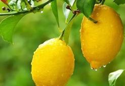 Rusya limondan vazgeçmiyor!