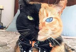İkiyüzlü kedi!