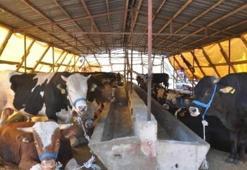 Eskişehir'de şap karantinası