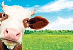 Şap yüzünden et fiyatları düşecek