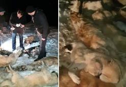 Kastamonu’da 9 köpek ölü olarak bulundu