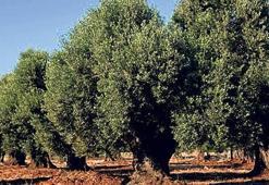 AB’ye karşı çıktılar 1 milyon zeytin ağacını kestirmediler