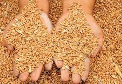 Buğdayı indirdi