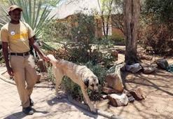 Çitaları yok olmaktan Kangallar kurtardı