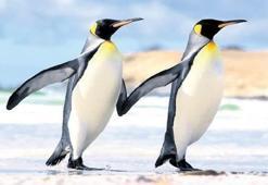 Karlı ve buzlu yolda penguen gibi yürüyün