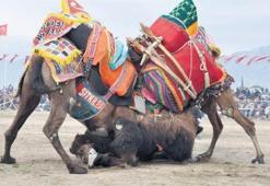 Develer güreşti yoksullar kazandı