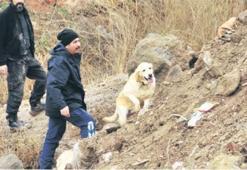Kayıp çocukları özel eğitimli köpekler arıyor