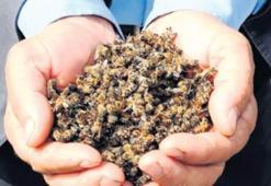 Arı ölümlerinin nedeni mide enfeksiyonu