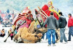 120 deve arenaya çıktı, ölesiye güreşti