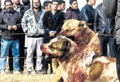 İran’daki ’köpek dövüşü’ne tepki