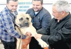 Köpeğine 32 bin verdiler satmadı