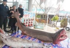 Marmara'dan jaws çıktı!