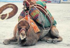 Adı ‘pehlivan’ da olsa sonu mutlaka