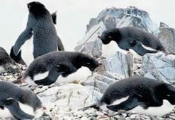 150 bin penguen telef oldu