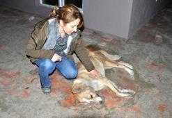 Bartın'da 18 sokak köpeği telef oldu