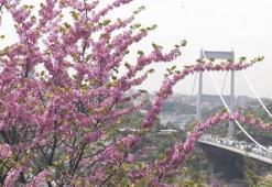 Erguvanlarla  açan en güzel bahar şiirleri