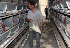 Fanlar çalışmayınca 40 bin tavuk telef oldu