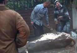 Yangından kurtardıkları hayvanları yolun üzerinde kestiler