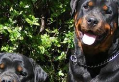 Yunanistan'da iki köpek 5 yaşındaki çocuğu öldürdü