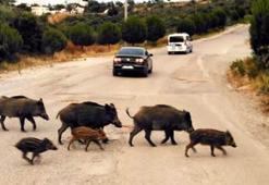 Bodrum’da, yaban domuzları yerleşim yerlerine indi