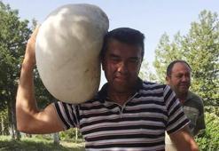 Denizli'deki dev mantar şaşırttı
