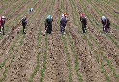 Günlüğü 20 lira ile 50 lira arasında