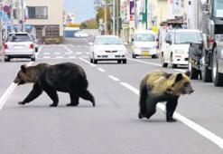 Japonya’da insan eti yiyen ayı dehşeti: 4 ÖLÜ!