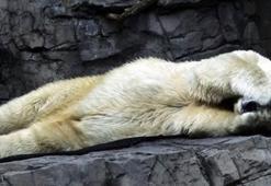 Kutup ayısı Arturo delirerek öldü!