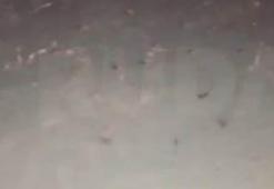 Kuzey Irak'ta 'uçaktan hamam böcekleri atıldı' iddiası...