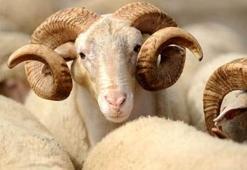 Kurban Bayramı 9 gün oldu mu? 2016 kurbanlık fiyat listesi açıklandı
