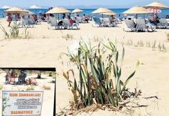 Kum zambakları tehlike altında