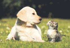 Kediseverler yalnız köpekseverler popüler
