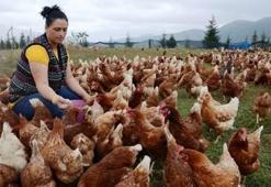 Kümes hayvancılığı ve yumurta üretimi geçen yıla göre arttı!