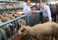 Kurban Bayramı ne zaman başlayacak? 2016 Kurbanlık fiyatları ne kadar