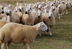 Kurban Bayramı için hazırlıklar tamam