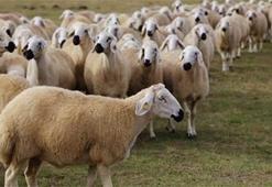 Kurbanlık fiyatları belli oldu mu? Kurban Bayramı ne zaman başlıyor?