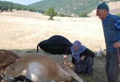 Tarım Kredi'den inekleri telef olan çifte sigorta hediyesi
