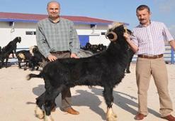 Üniversitenin keçileri damızlık ve kurbanlık olarak satılacak
