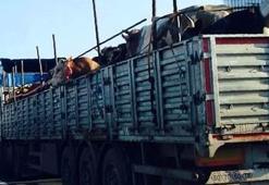 Büyük şehirlere kurbanlık sevkiyatı başladı