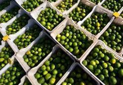 Hatay'da ilk mandalina hasadı yapıldı