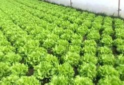 Ağustosta en fazla kıvırcık salatanın fiyatı arttı