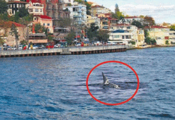 Boğaz'da köpekbalığı!