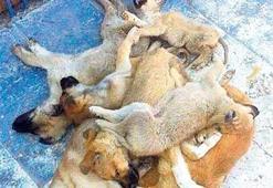 Köpek katliamı iddiası