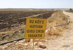 6 ay süreyle kuduz karantinasında!
