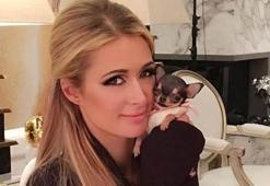 Paris Hilton yeni köpeğine servet harcadı!