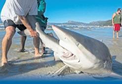 227 kiloluk Jaws