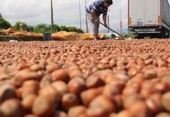 Nutellanın üreticisi Türk fındığını savundu!