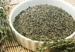 Kahramanmaraş'ta antibiyotik etkili kekik!