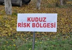 Mersin'de kuduz karantinası