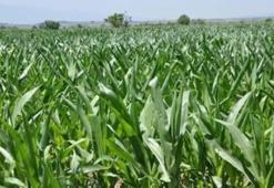 Tarıma 2017'de büyük destek!